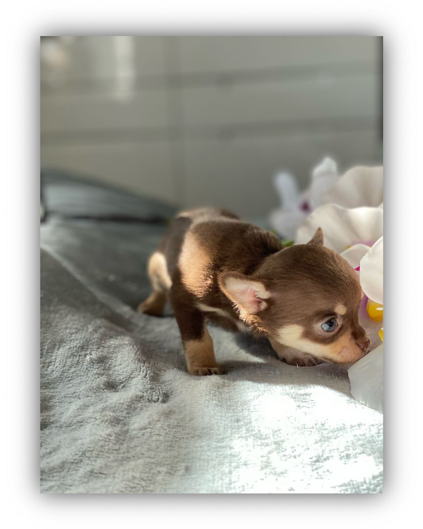 Dringend! Chihuahua Welpen
