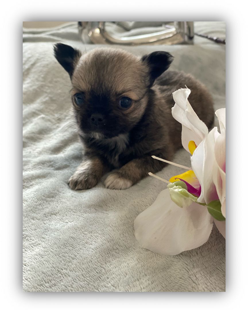 Dringend! Chihuahua Welpen