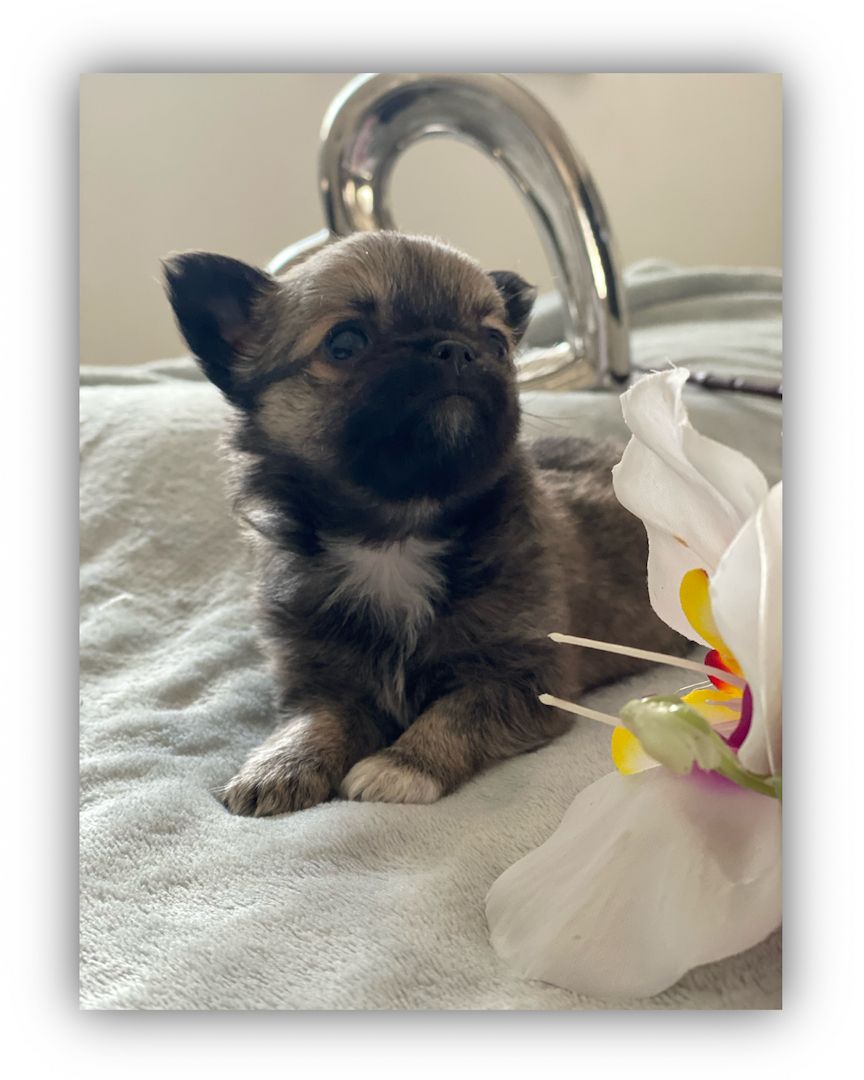 Dringend! Chihuahua Welpen