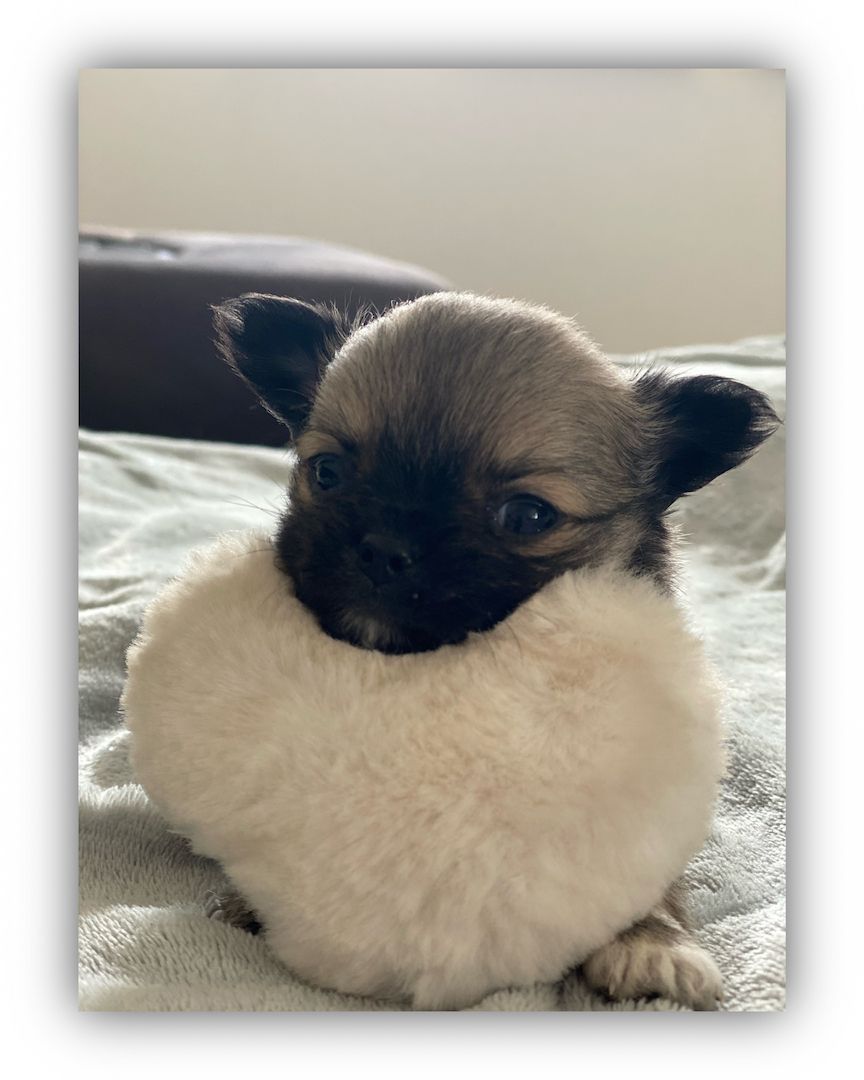 Dringend! Chihuahua Welpen