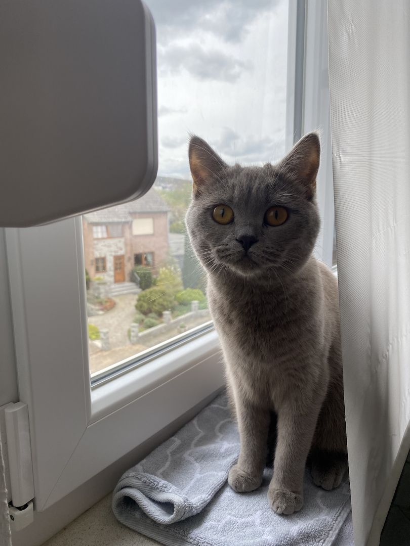 2 BKH Katzen (Hell Grau & Tabby Blue)