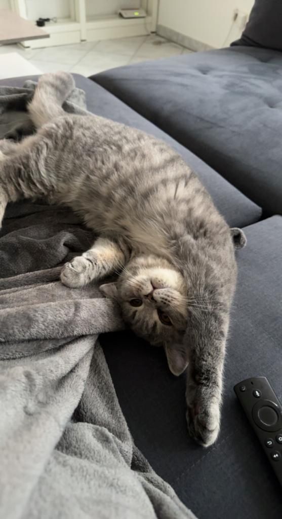 2 BKH Katzen (Hell Grau & Tabby Blue)