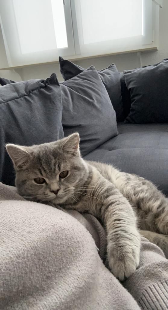 2 BKH Katzen (Hell Grau & Tabby Blue)