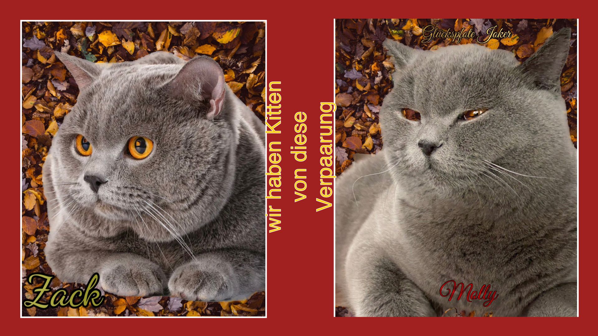 BKH Kitten Blue mit Stammbaum