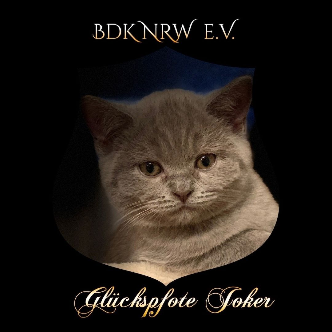 BKH Kitten Blue mit Stammbaum