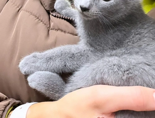Süüüße reinrassige russisch blau Kätzchen ❤️