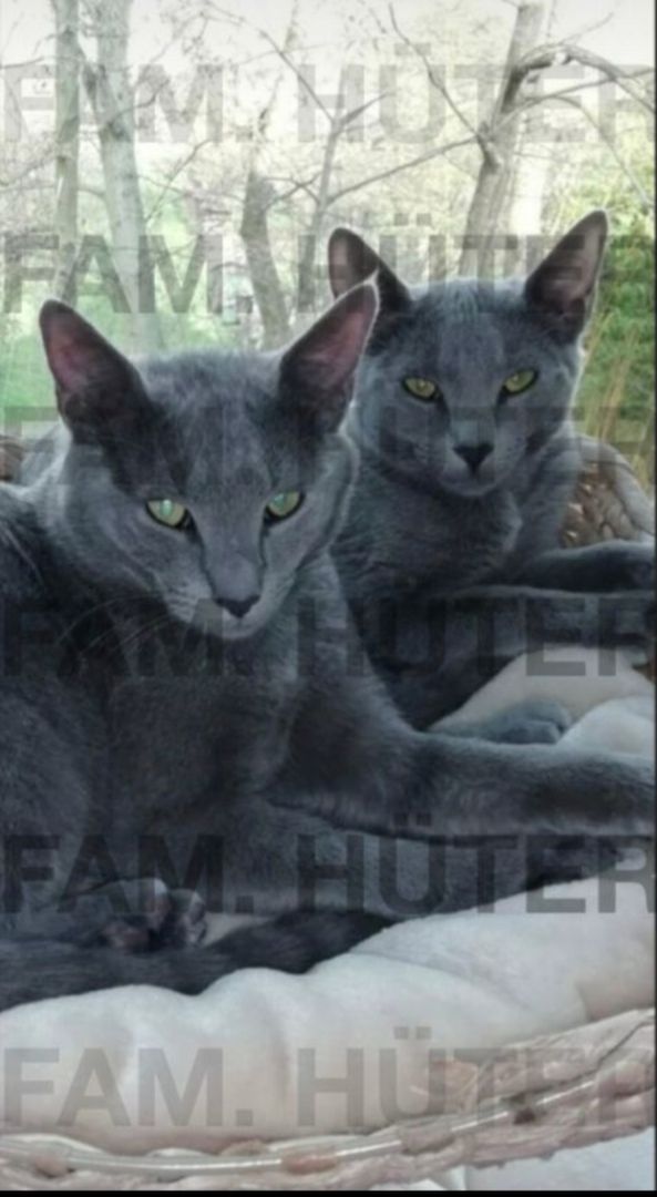 Süüüße reinrassige russisch blau Kätzchen ❤️ Süüüße reinrassige russisch blau Kätzchen ❤️