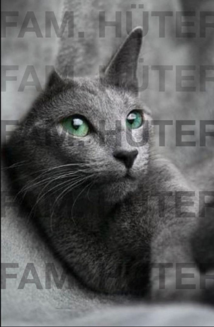 Süüüße reinrassige russisch blau Kätzchen ❤️ Süüüße reinrassige russisch blau Kätzchen ❤️