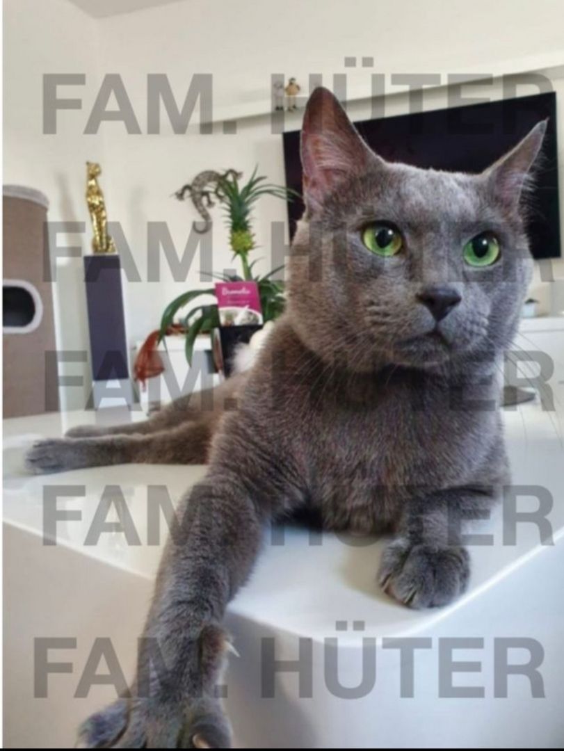 Süüüße reinrassige russisch blau Kätzchen ❤️ Süüüße reinrassige russisch blau Kätzchen ❤️