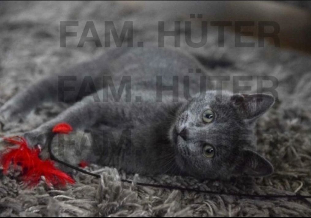 Süüüße reinrassige russisch blau Kätzchen ❤️ Süüüße reinrassige russisch blau Kätzchen ❤️