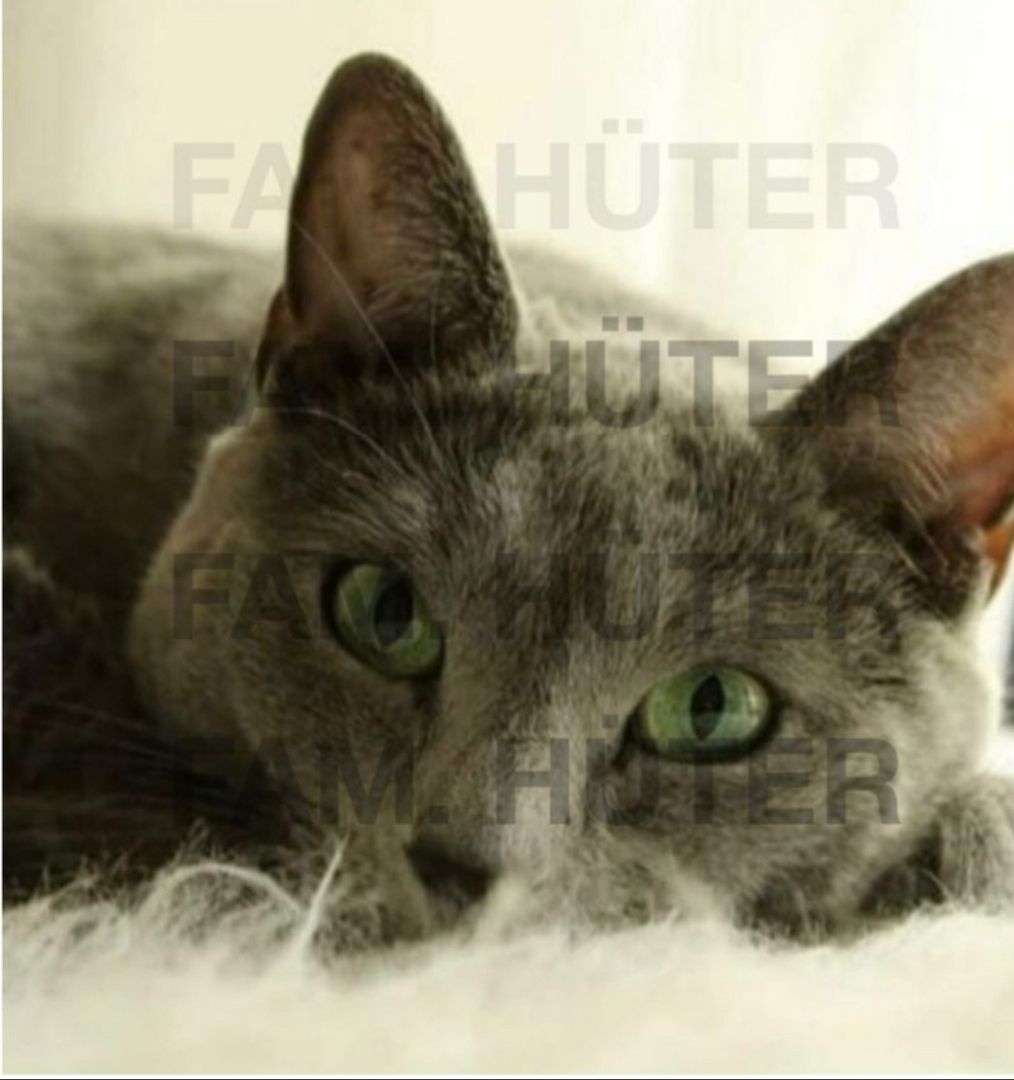 Süüüße reinrassige russisch blau Kätzchen ❤️ Süüüße reinrassige russisch blau Kätzchen ❤️