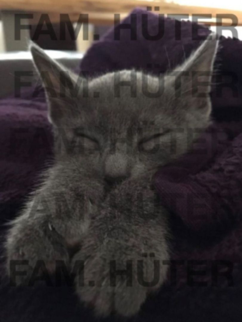 Süüüße reinrassige russisch blau Kätzchen ❤️ Süüüße reinrassige russisch blau Kätzchen ❤️