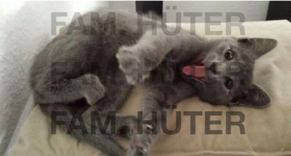 Süüüße reinrassige russisch blau Kätzchen ❤️ Süüüße reinrassige russisch blau Kätzchen ❤️