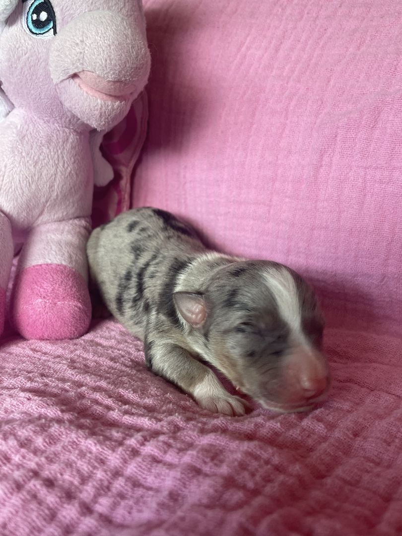 Australian Shepherd Australian Shepherd