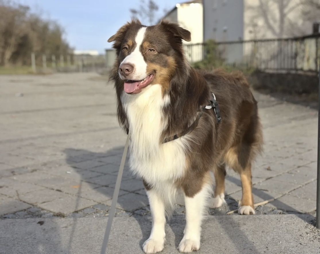 Australian Shepherd Australian Shepherd