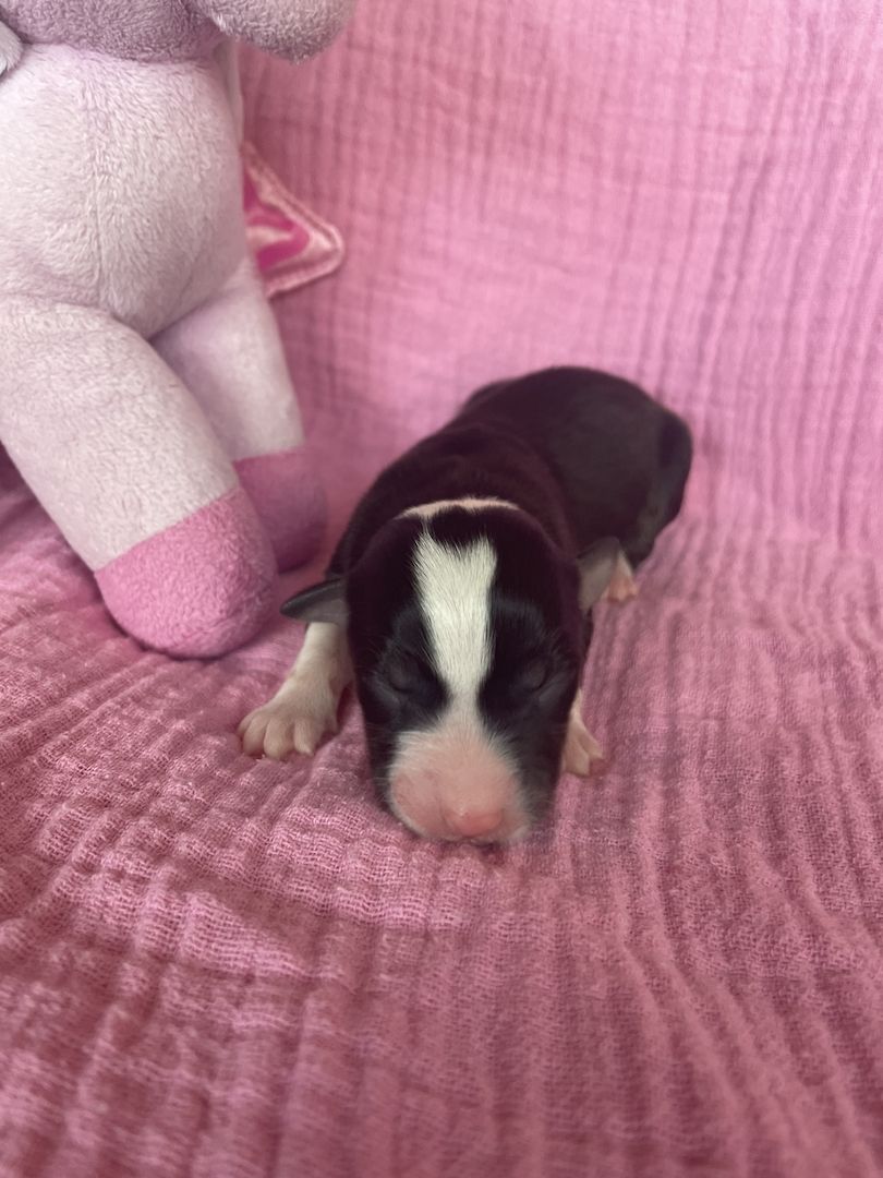 Australian Shepherd Australian Shepherd