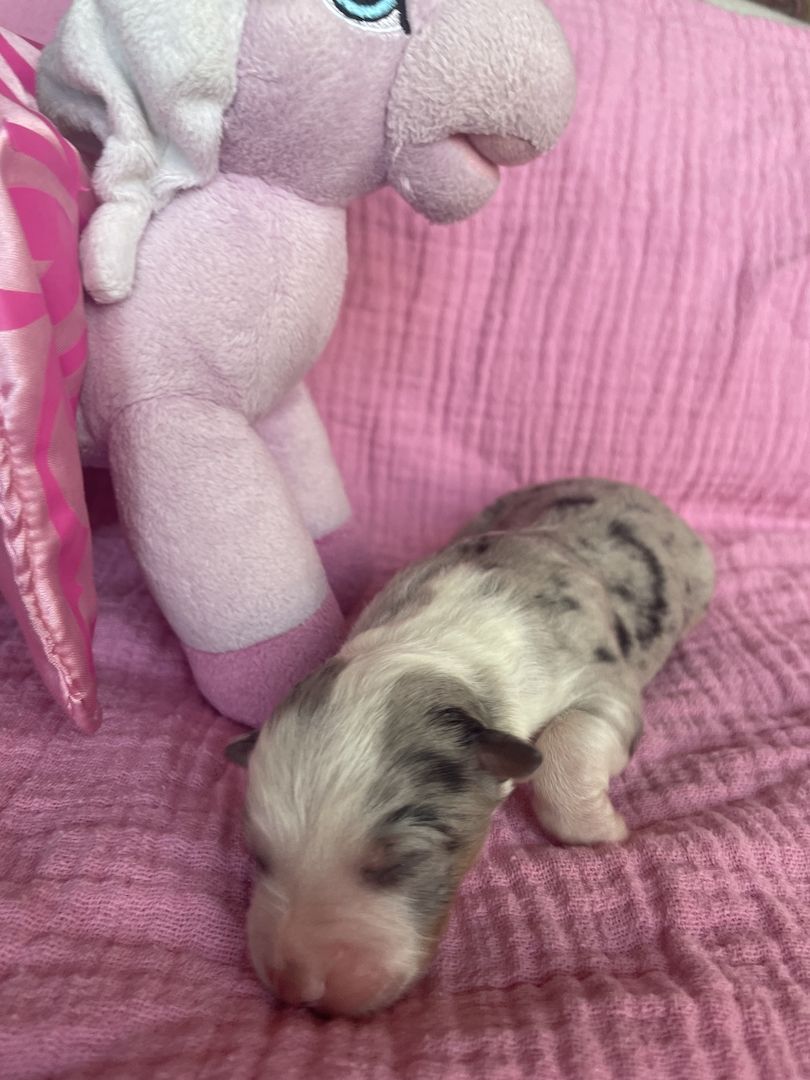 Australian Shepherd Australian Shepherd