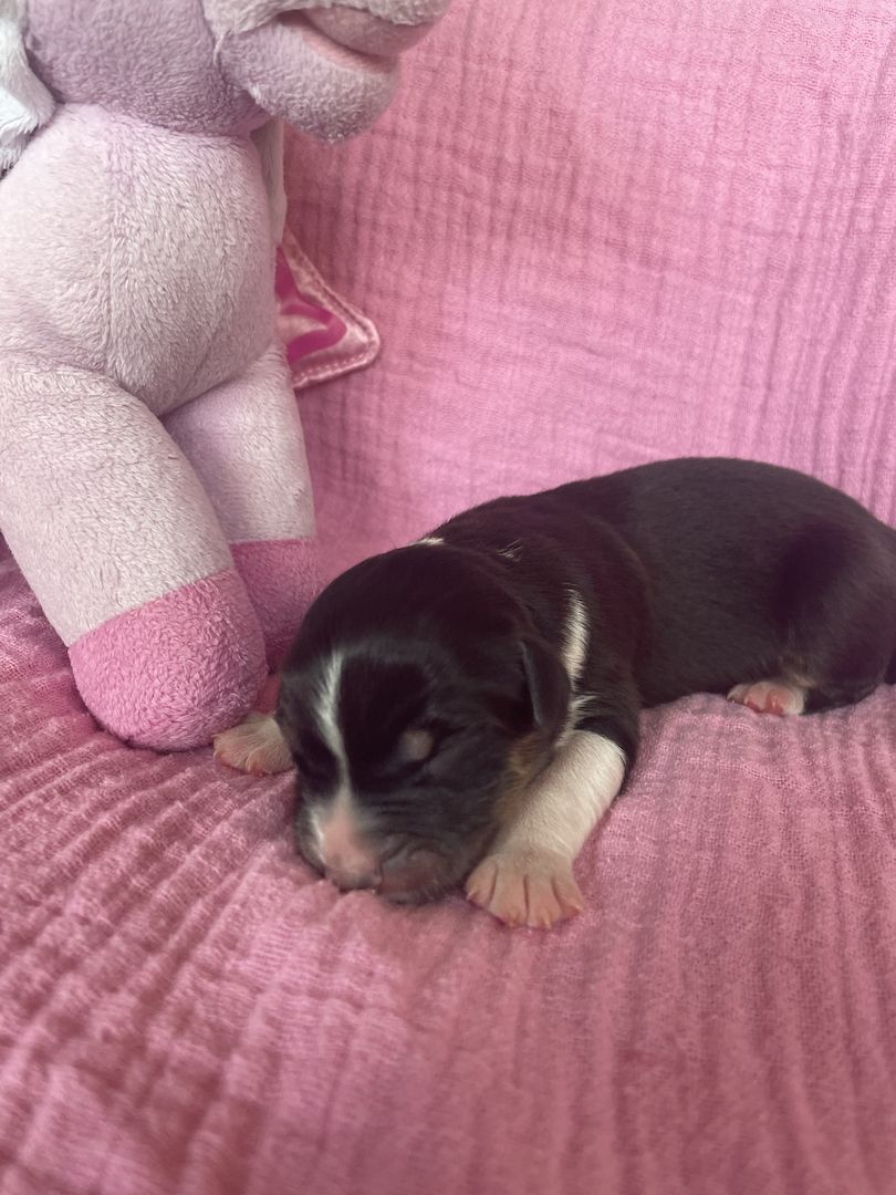 Australian Shepherd Australian Shepherd