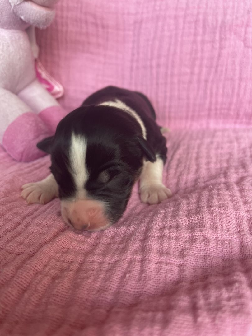 Australian Shepherd Australian Shepherd