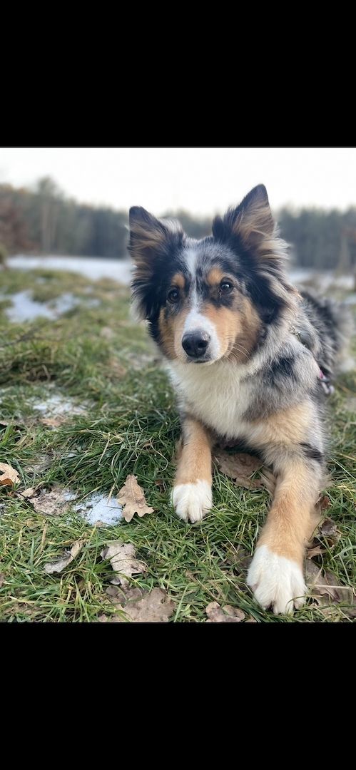 Australian Shepherd Australian Shepherd