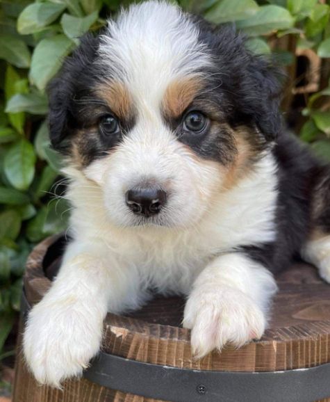 Australian Sheperd Australian Sheperd