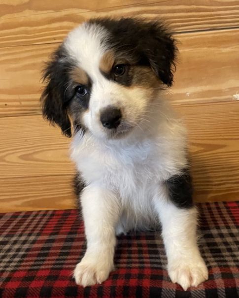 Australian Sheperd Australian Sheperd