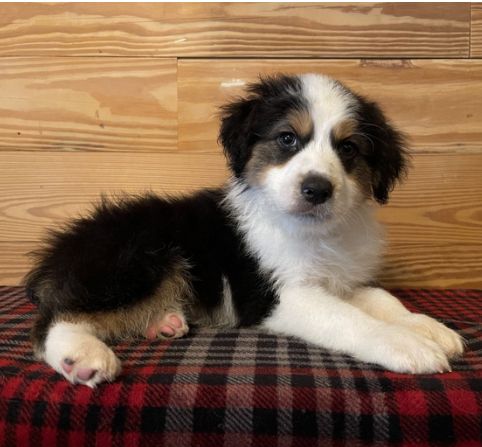 Australian Sheperd Australian Sheperd