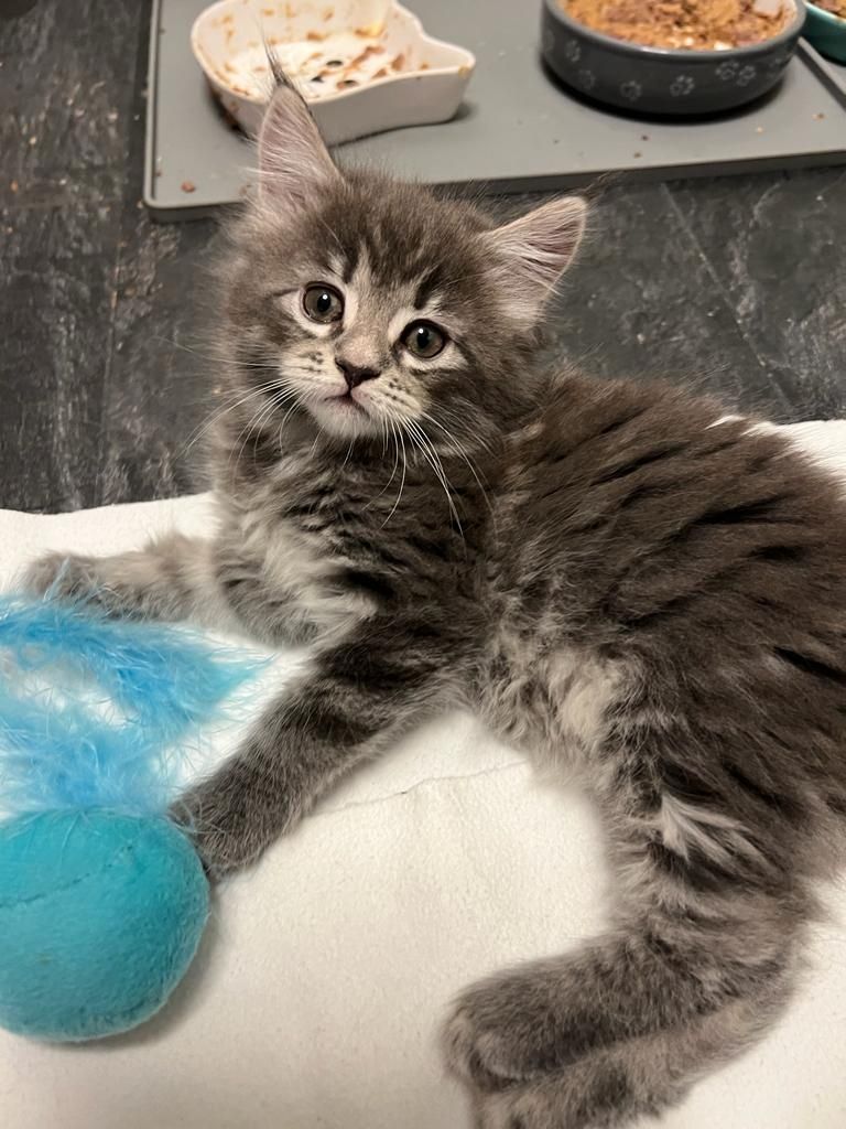 Maine Coon Kitten