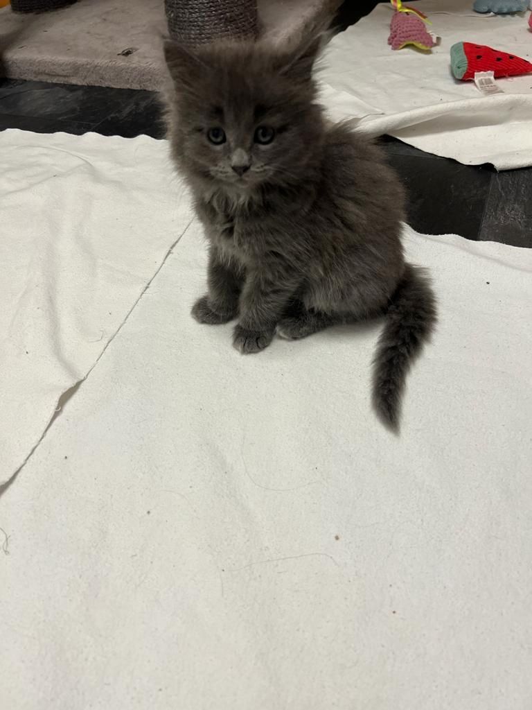 Maine Coon Kitten