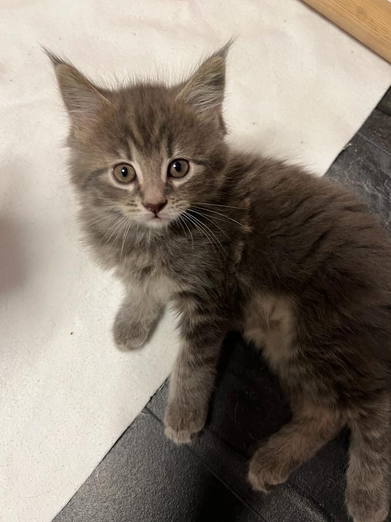 Maine Coon Kitten