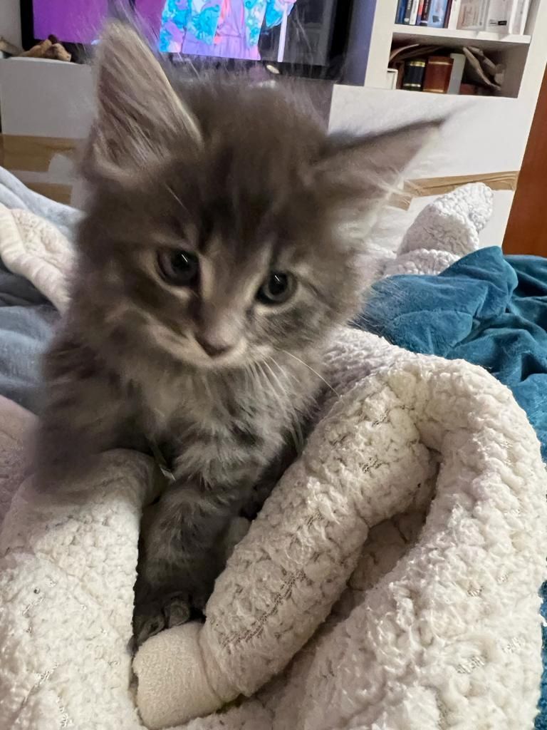 Maine Coon Kitten