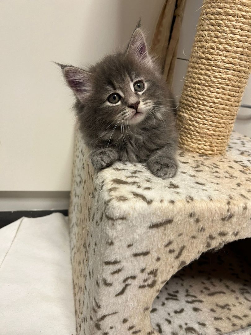 Maine Coon Kitten