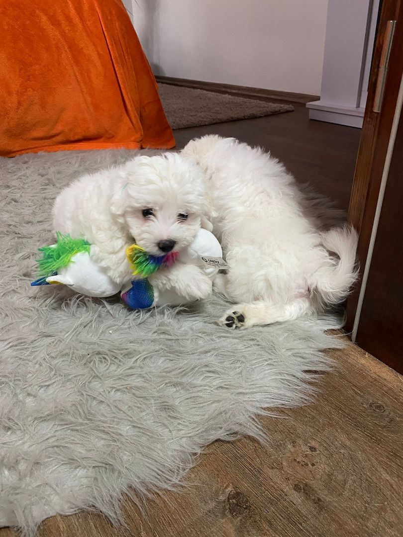 Welpen Bichon Frise