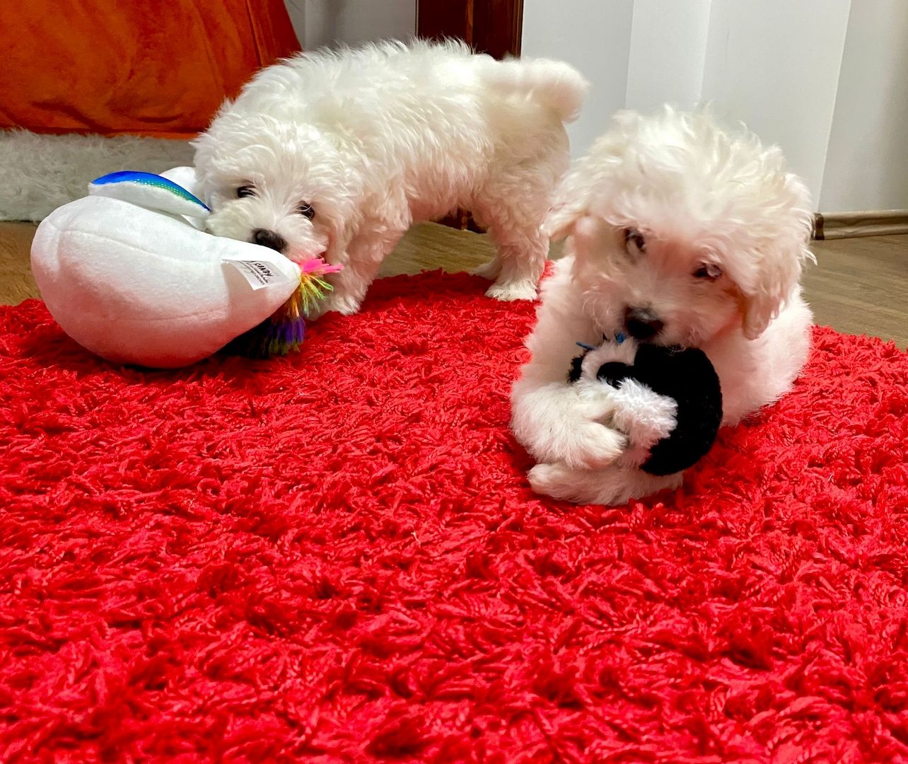 Welpen Bichon Frise