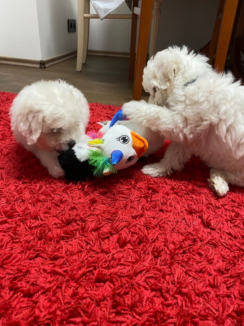 Welpen Bichon Frise