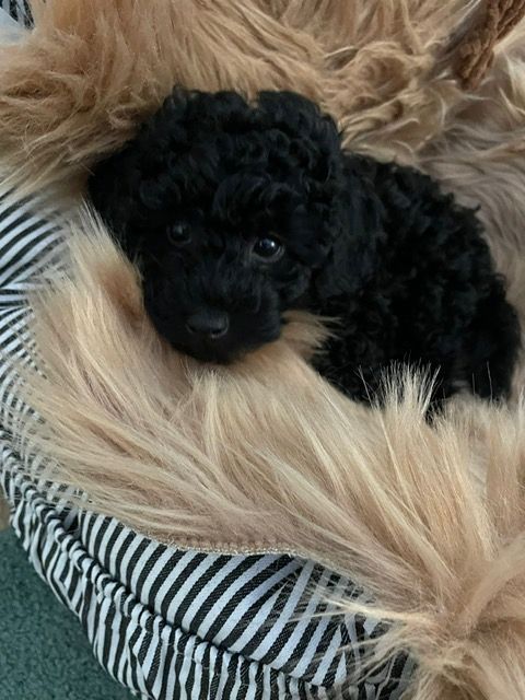 Kleinpudel/ Zwergpudel Welpe Rüde Schwarz