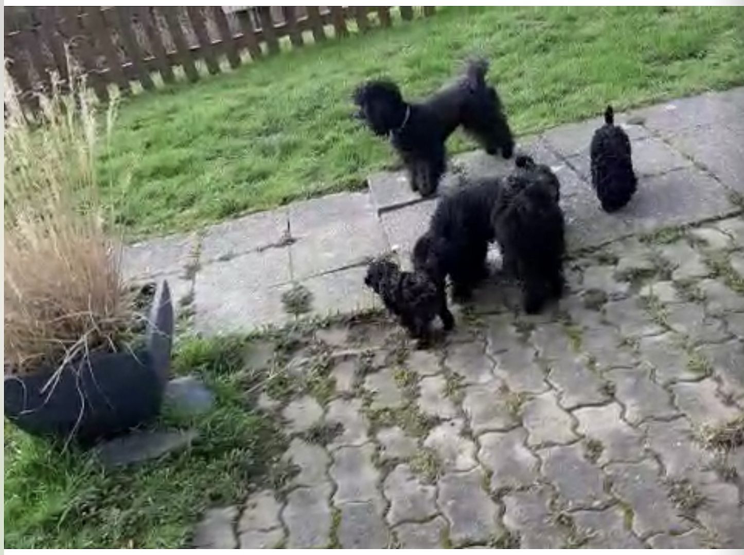 Kleinpudel/ Zwergpudel Welpe Rüde Schwarz