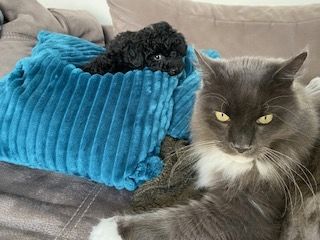 Kleinpudel/ Zwergpudel Welpe Rüde Schwarz