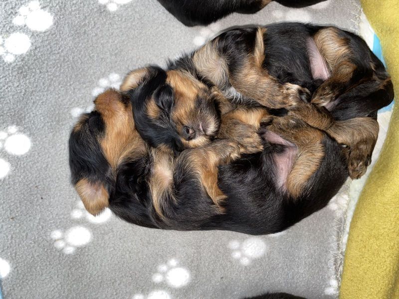 Yorkshire Terrier Welpen Yorkshire Terrier Welpen
