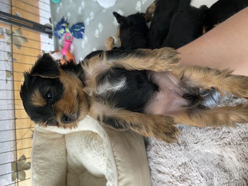 Yorkshire Terrier Welpen Yorkshire Terrier Welpen