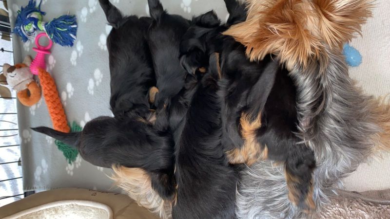 Yorkshire Terrier Welpen Yorkshire Terrier Welpen