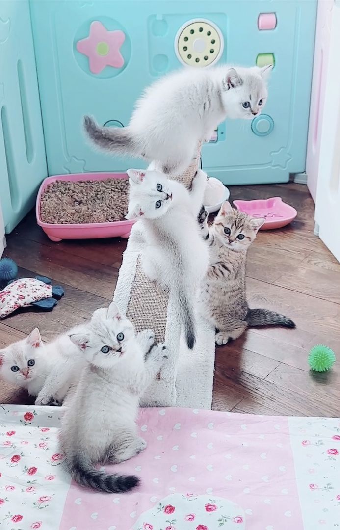 Außergewöhnlich hübsche Reinrassige Bkh kitten, BKH seal silver shaded, Bkh  Creme weiß blaue Augen