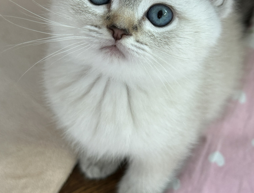Außergewöhnlich hübsche Reinrassige Bkh kitten, BKH seal silver shaded, Bkh  Creme weiß blaue Augen
