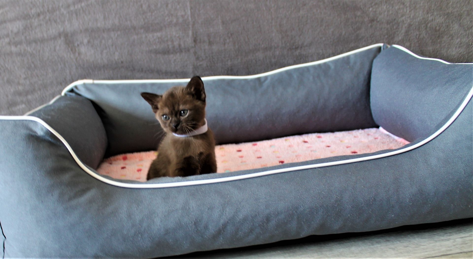Reinrassige *** Burma Kitten *** Reinrassige *** Burma Kitten ***