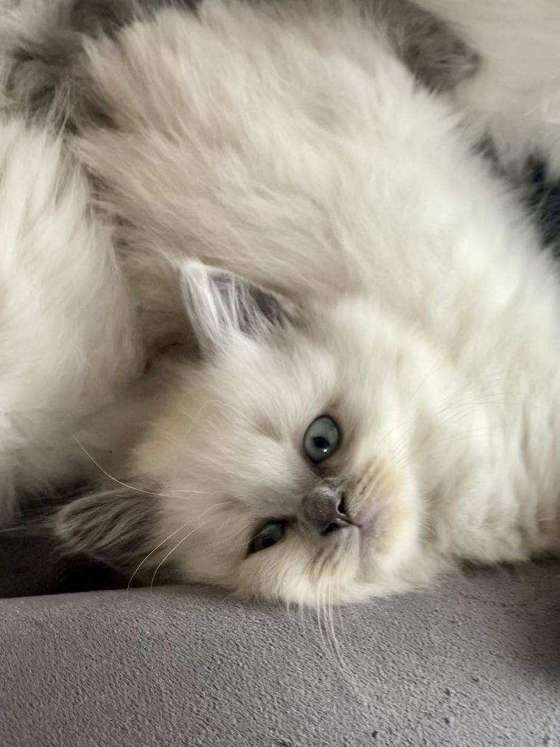 Britisch Langhaar Kitten