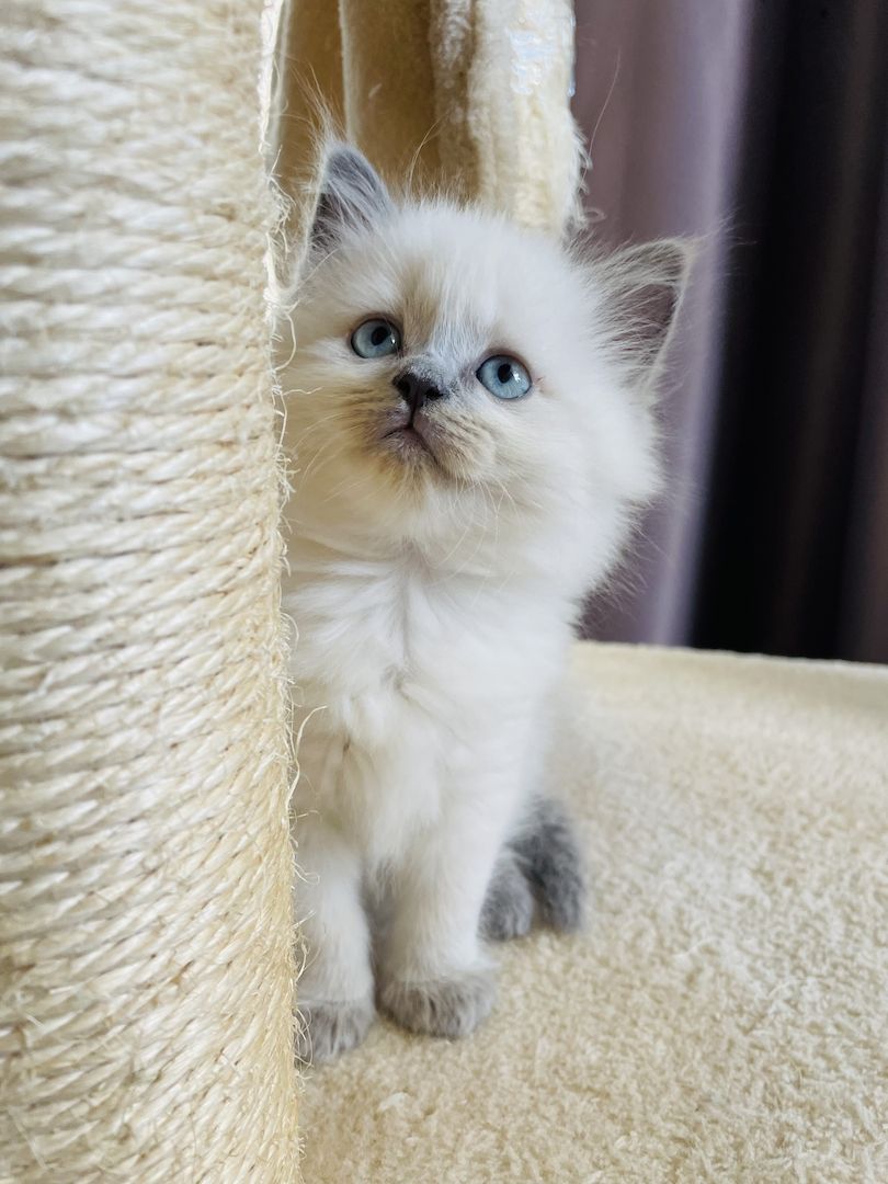 Britisch Langhaar Kitten