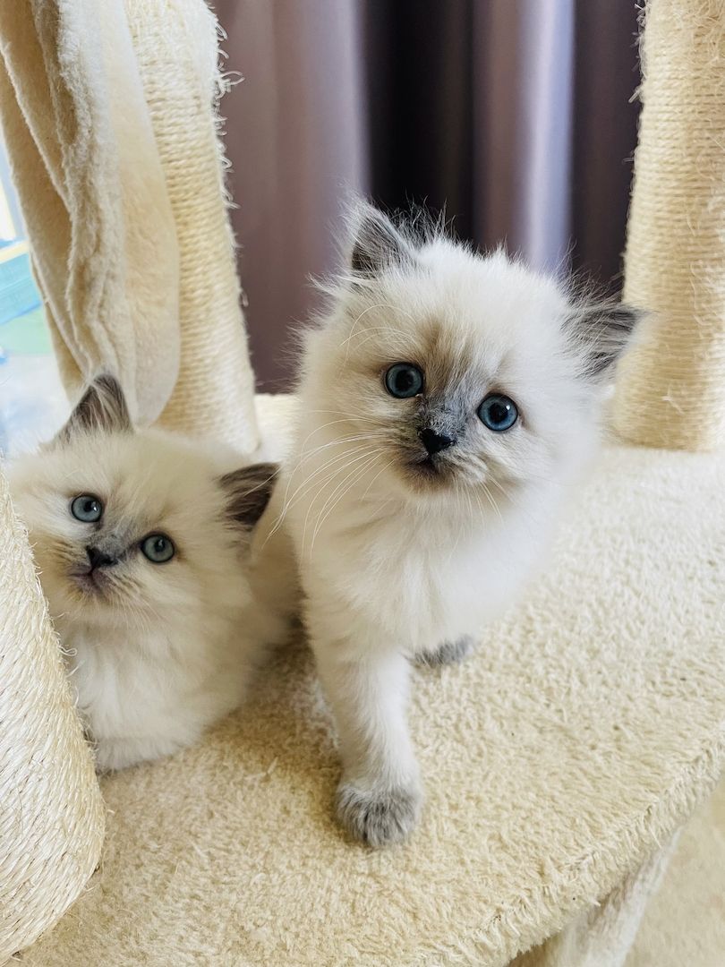 Britisch Langhaar Kitten