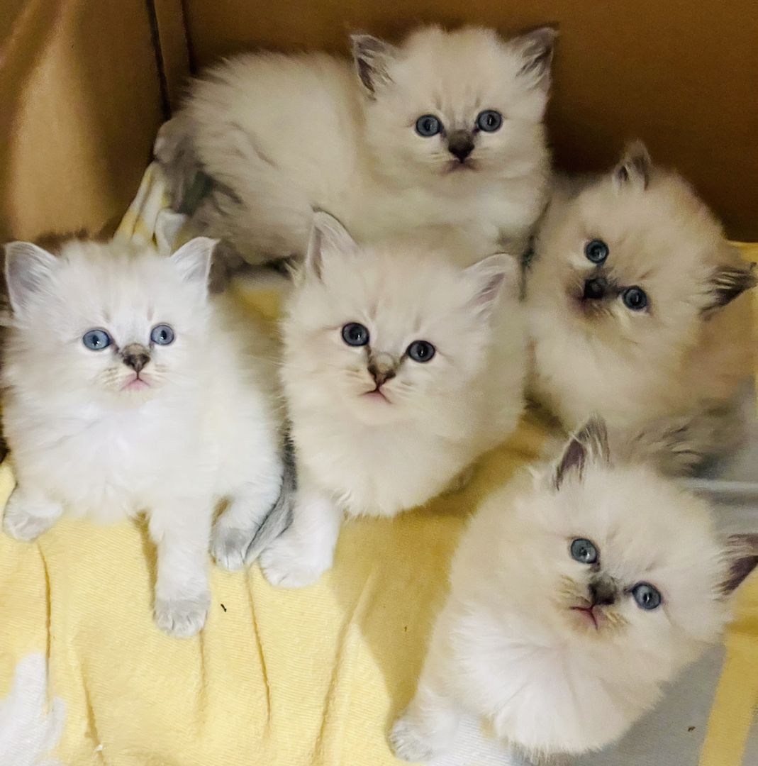 Britisch Langhaar Kitten