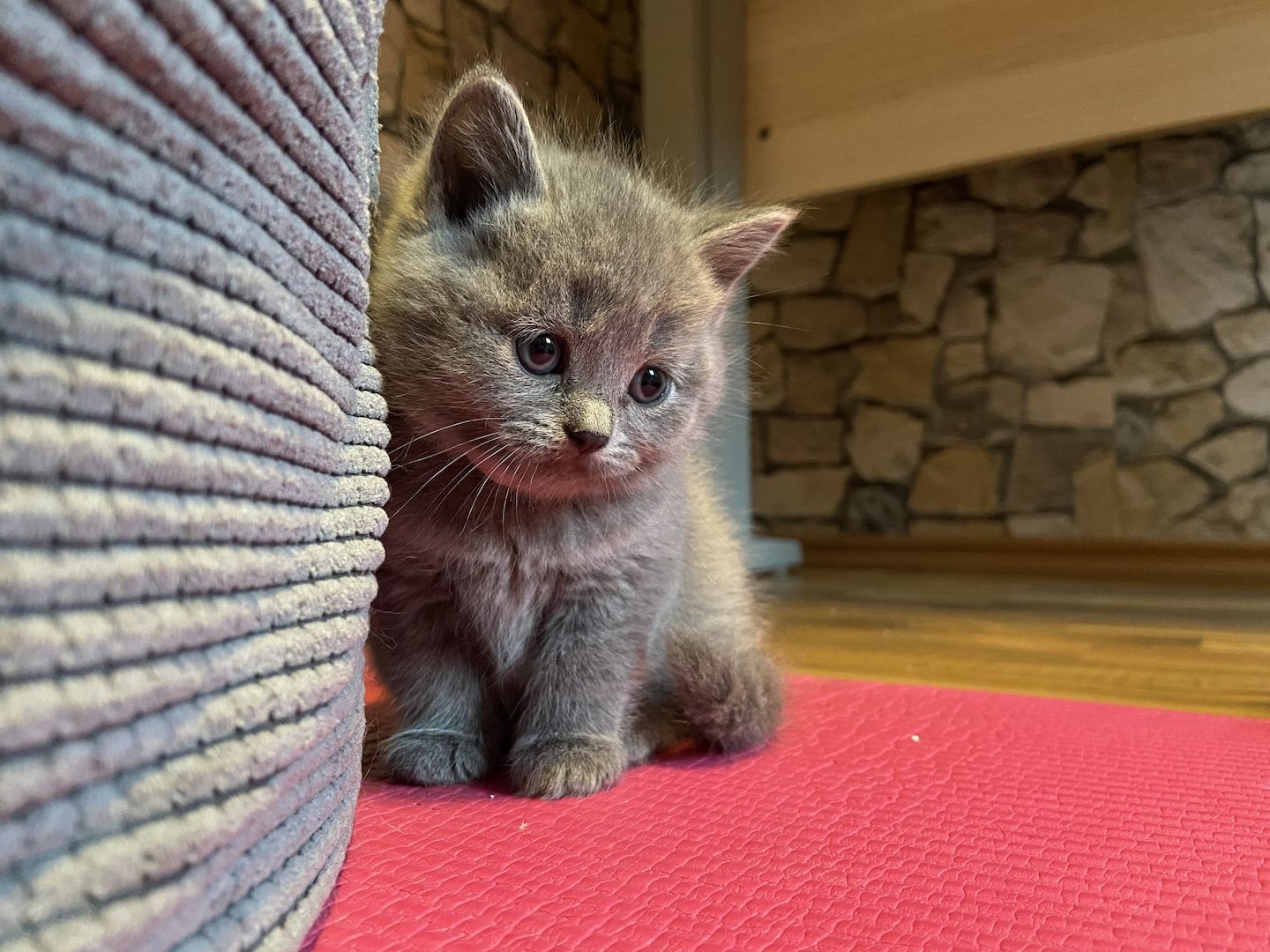 Wunderschöne BKH Kitten reinrassig