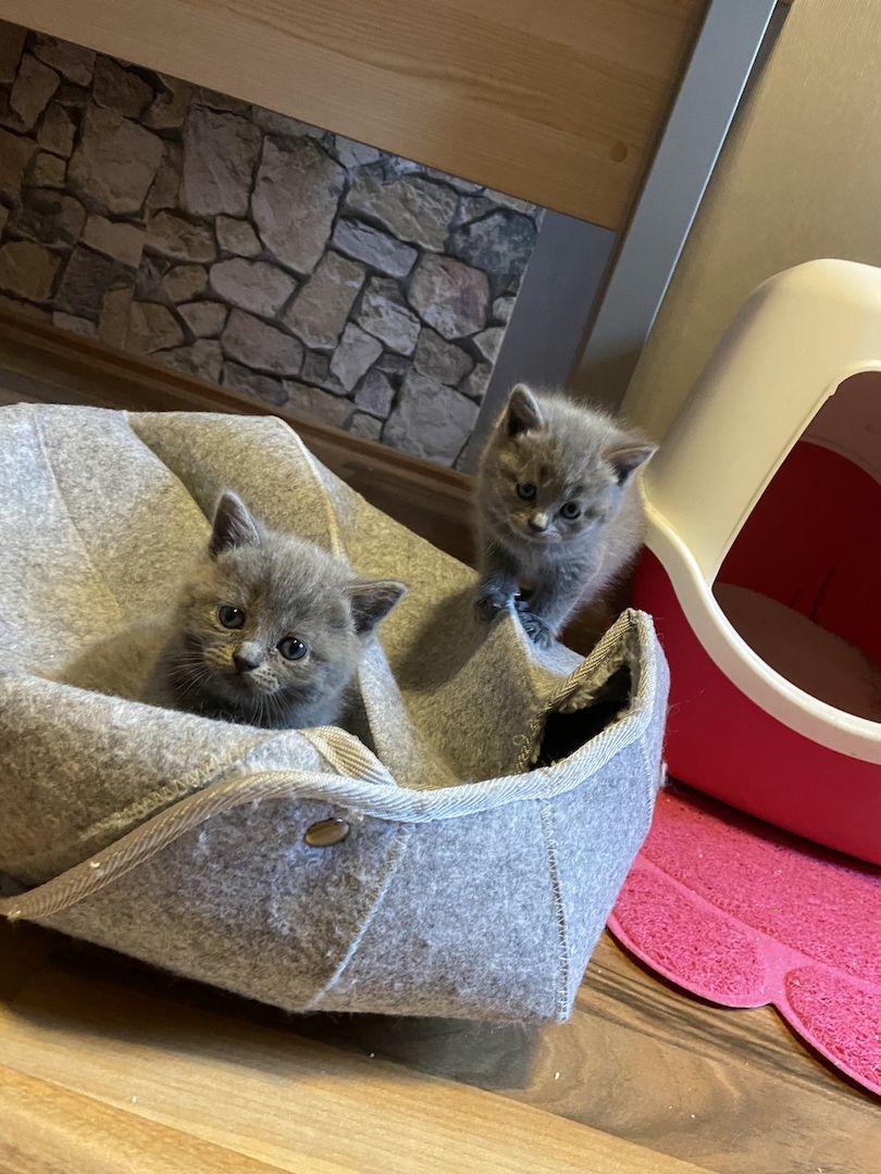 Wunderschöne BKH Kitten reinrassig